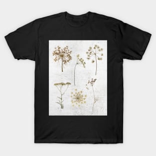 Queen Anns Lace dried flowers T-Shirt